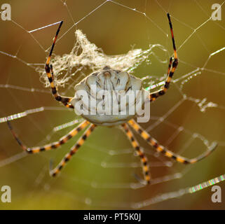 De grands gros plan sur l'araignée, araignée Argiope lobata Banque D'Images