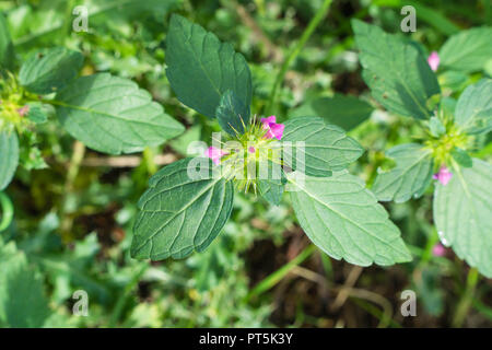 Menthe aquatique (Mentha aquatica) croissant sur une réserve naturelle dans le Herefordshire UK campagne. Banque D'Images