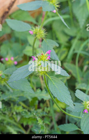 Menthe aquatique (Mentha aquatica) croissant sur une réserve naturelle dans le Herefordshire UK campagne. Banque D'Images