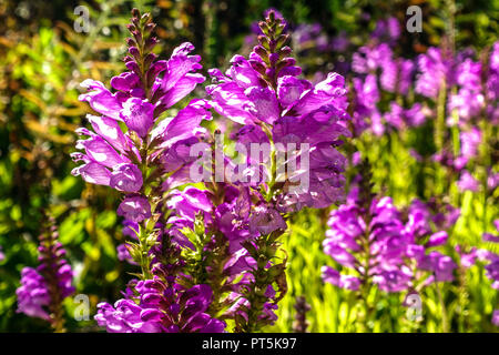 Physostegia virginiana plante obéissante, 'Bouquet Rose' Banque D'Images