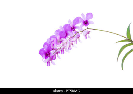 L'Orchidée Phalaenopsis mauve isolé sur fond blanc. Banque D'Images