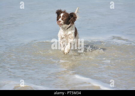 Marron et blanc Épagneul Springer Anglais jouant dans la mer et sauter vers l'avant sur de minuscules vagues re exerçant les chiens et animaux domestiques ludique Banque D'Images