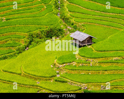 Ferme typique hut entouré de rizières en terrasses, Mu Cang Chai, Yen Bai, Province du nord du Vietnam Banque D'Images