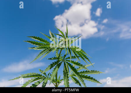Usine de marijuana de plus en plus des semis à partir de graines par un beau jour d'été. Close up. Banque D'Images