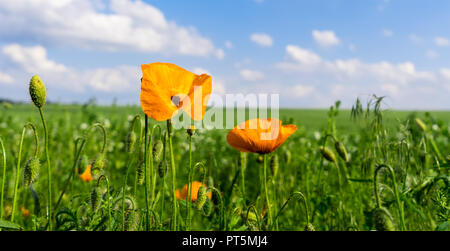 Close up of Pavot de californie sur fond jaune. Banque D'Images