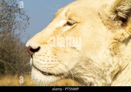 Afrique du Sud - Kruger Park - Lions Banque D'Images