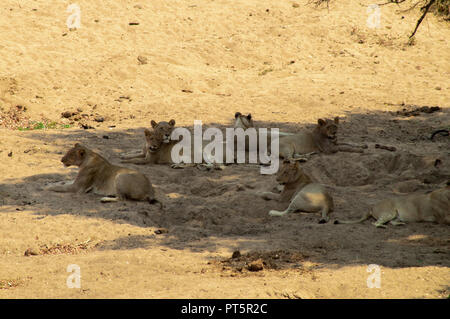 Afrique du Sud - Kruger Park - Lions Banque D'Images