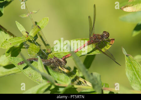 Dard de commun, l'accouplement libellules Sympetrum striolatum. Sussex, UK. Septembre. Dans les feuilles de la salicaire. Banque D'Images