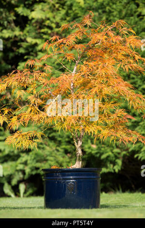 Acer palmatum var. dissectum Viridis' en pot, automne, automne, UK Octobre, feuilles ont mis du vert au jaune doré et orange. Banque D'Images