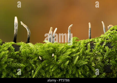 Candlesnuff (Xylaria hypoxylon) Champignons poussant sur le bois mort. Tipperary, Irlande Banque D'Images