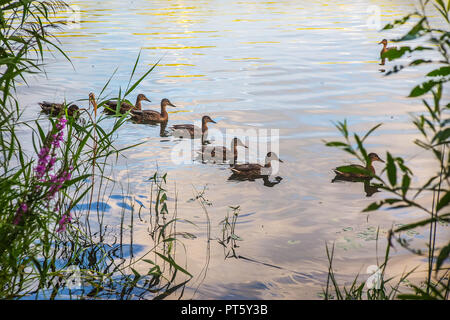 Les canards nagent au bord de l'eau près de la rive Banque D'Images