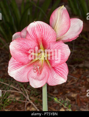 Grappe de grandes fleurs rose profond et spectaculaire de rayures blanches de l'Hippeastrum, ampoule de floraison du printemps, sur un fond sombre Banque D'Images