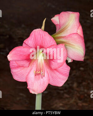 Grappe de grandes fleurs rose profond et spectaculaire de l'Hippeastrum, ampoule de floraison du printemps, sur un fond sombre Banque D'Images