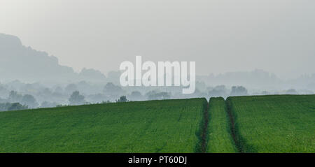 Par temps brumeux sur une scène typique de la campagne anglaise avec des champs verts et arbres Banque D'Images