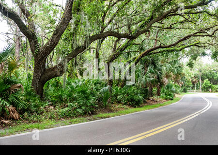 Saint-Pétersbourg Floride,Bay Pines,War Veterans Memorial Park,route,arbres de chêne vivants,mousse espagnole,FL180731050 Banque D'Images