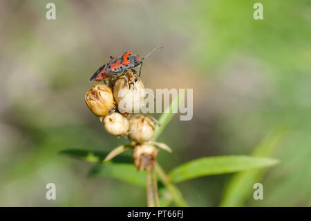Firebug solitaire assis sur un récipient de semences de plantes d'automne Banque D'Images