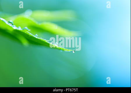 Gouttes de pluie sur les feuilles de Spirée. Focus sélectif et profondeur de champ. Banque D'Images