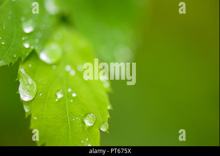 Gouttes de pluie sur les feuilles de Spirée. Focus sélectif et profondeur de champ. Banque D'Images