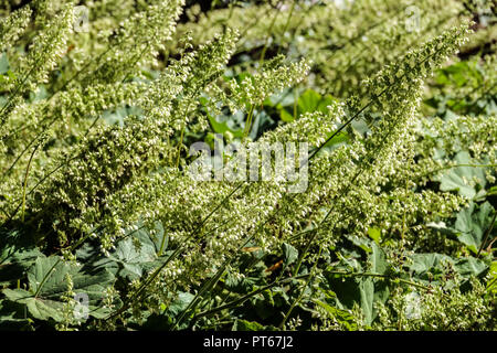 Alumroot poilu Heuchera villosa 'Macrorhiza' Heuchera fleurs Heuchera villosa octobre floraison plante vivace fleurs plantes décoratives Vert Blanc Banque D'Images