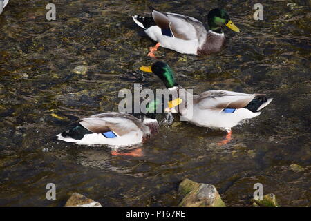 Le colvert se battre ou à jouer Banque D'Images