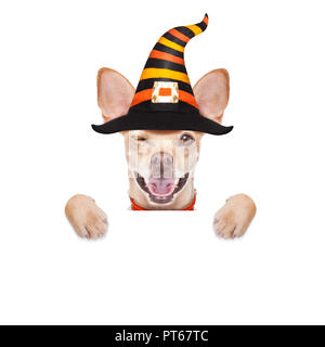 Halloween devil,chihuahua chien effrayé et effrayé, isolé sur fond blanc, portant un chapeau de sorcière, derrière la bannière blanc vide ou une affiche poster Banque D'Images