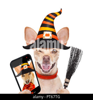 Halloween devil,chihuahua chien effrayé et effrayé, isolé sur fond blanc, portant un chapeau de sorcière, derrière la bannière blanc vide ou une affiche poster ta Banque D'Images