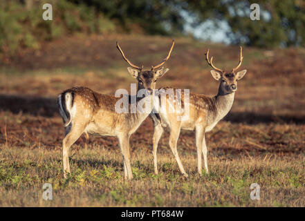 Deux jeunes Daims (Dama dama) Au début de la saison du rut dans le Leicestershire, Royaume-Uni Banque D'Images