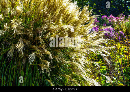 Miscanthus sinensis, herbe d'argent chinois, avec l'herbe ornementale seedheads in garden Banque D'Images