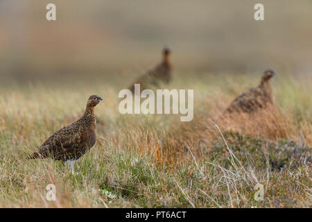 Lagopède des saules Lagopus lagopus scotica, trois oiseaux, alerte sur les landes, Glen Kyllachy, Highlands, Ecosse, Septembre Banque D'Images