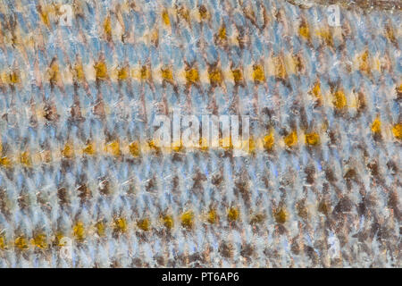 Close-up de la balance et de la couleur d'un noir de la brème, Spondyliosoma cantharus, pris sur la tige et de la ligne de pêche en bateau dans la Manche, au large de la D Banque D'Images