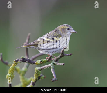 Siskin Carduelis spinus eurasienne,, sur une branche en hiver (révision de l'image) Banque D'Images