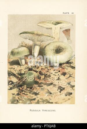 Brittlegill vert, champignons Russula virescens. Chromolithographie après une illustration botanique par William Hamilton Gibson de son livre nos champignons comestibles et Toadstools, Harper, New York, 1895. Banque D'Images