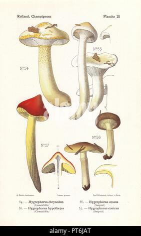 Gold-flecked woodwax, Hygrophorus chrysodon, H. cossus, Herald de champignons d'hiver, Hygrophorus hypothejus, H. conicus. Chromolithographie dessiné par Bessin pour Léon Rolland's 'Atlas des champignons' 1911. Banque D'Images