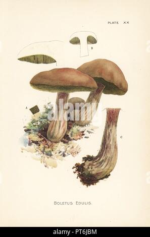 , Cèpes Boletus edulis. Chromolithographie après une illustration botanique par William Hamilton Gibson de son livre nos champignons comestibles et Toadstools, Harper, New York, 1895. Banque D'Images