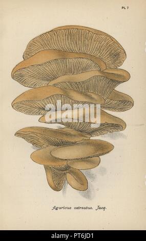 Agaricus, pleurote ostreatus. Chromolithographie d'une illustration par Mordecai Cubitt Cooke d 'un compte simple et facile de la Champignons,' Robert Hardwicke, Londres 1862. Cooke (1825-1914) était un botaniste et mycologue qui a travaillé à l'Inde et le Jardin botanique royal de Kew. Banque D'Images