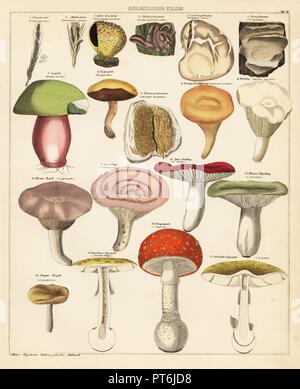 Variétés de champignons et les champignons. Y compris les chanterelles, sickener, agaric fly, pourriture sèche, la mort, les milkcap laineux, lurid bolet, etc. lithographie de Lorenz Oken universel de l'histoire naturelle, l'Allgemeine Naturgeschichte fur alle Stande, Stuttgart, 1841. Banque D'Images