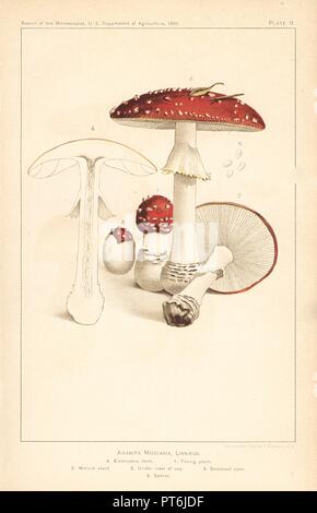 Champignons agaric Fly, Amanita muscaria. Chromolithographie d'après le rapport du microscopiste, Département de l'Agriculture, 1892. Banque D'Images