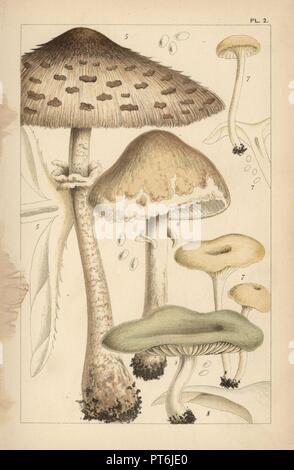 Pâturage ou parasol champignons, Macrolepiota procera Macrolepiota excoriata 5 et 6, parfumé, entonnoir Clitocybe fragrans 7, et l'anis toadstool, l'odora Clitocybe 8. Chromolithographie après une illustration par M. C. Cooke à partir de son propre 'British les champignons comestibles, de la façon de distinguer et de la façon de les cuire, Londres, Kegan Paul, 1891. Mordecai Cubitt Cooke (1825-1914) était un botaniste britannique, mycologue et artiste. Il a été conservateur d'un musée de l'Inde de 1860 à 1879, lorsqu'il a transféré avec la collection botanique de la Royal Botanic Gardens, Kew. Banque D'Images