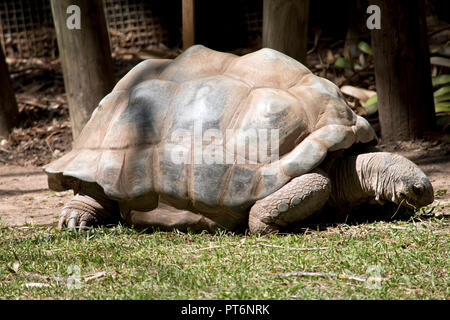 La tortue d'Aldabra géant est en train de manger l'herbe Banque D'Images