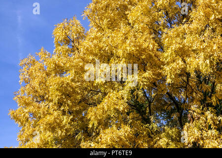 Fraxinus excelsior, frêne européen en automne, frêne commun Banque D'Images