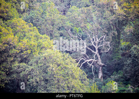 Lumière mystique tronc de l'arbre semble comme étend son bras vers le ciel, le ressort d'épaisseur de la forêt verte au Monténégro Banque D'Images