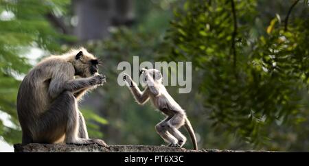 Langurs gris Banque D'Images