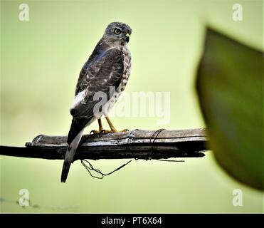 - Shikra Accipiter badius / Oiseaux de proie Banque D'Images