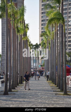 De hauts palmiers dans la promenade de Tsim Sha Tsui à Hong Kong, Chine Banque D'Images