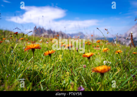 Résumé fond de fleurs alpines crepis alpina. Parc Naturel National Tre Cime, dans les Dolomites Alpes. La belle nature de l'Italie. Banque D'Images