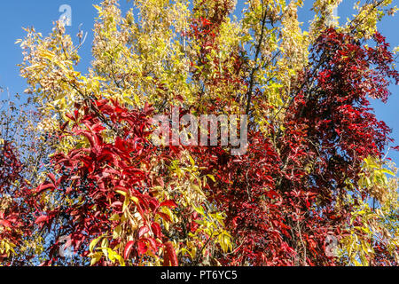 Été indien, feuillage coloré Virginia Creeper sur jaune Acer negundo feuilles d'automne Banque D'Images