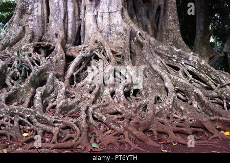 Les racines des arbres exposés Banque D'Images