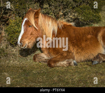 Les jeunes poney sauvage une sieste, Bodmin Moor, Cornwall Banque D'Images