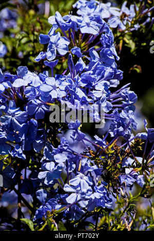 Plumbago Royal Cape Banque D'Images