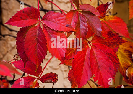 Virginia creeper 3 Banque D'Images